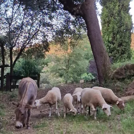 El Raco Dels Mussols 2 Holiday home Adri