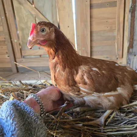 El Raco Dels Mussols 2 *